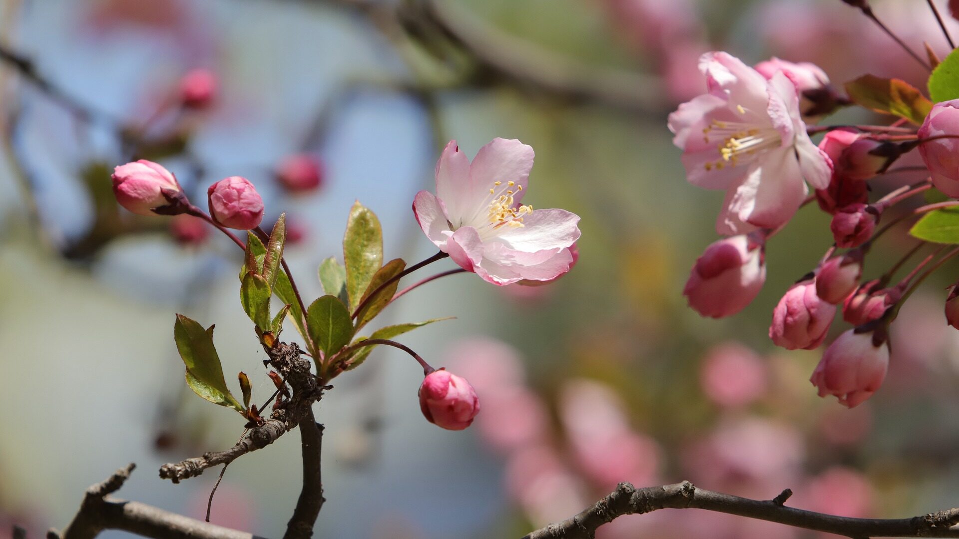 cherry-blossom_1f338